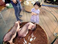 <h4>'IMG_20250621_111210.jpg' 2000 x 1500 | HUAWEI P60 | 2025-06-21 11:12:10</h4>