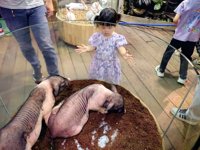 <h4>'IMG_20250621_111215.jpg' 2000 x 1500 | HUAWEI P60 | 2025-06-21 11:12:15</h4>